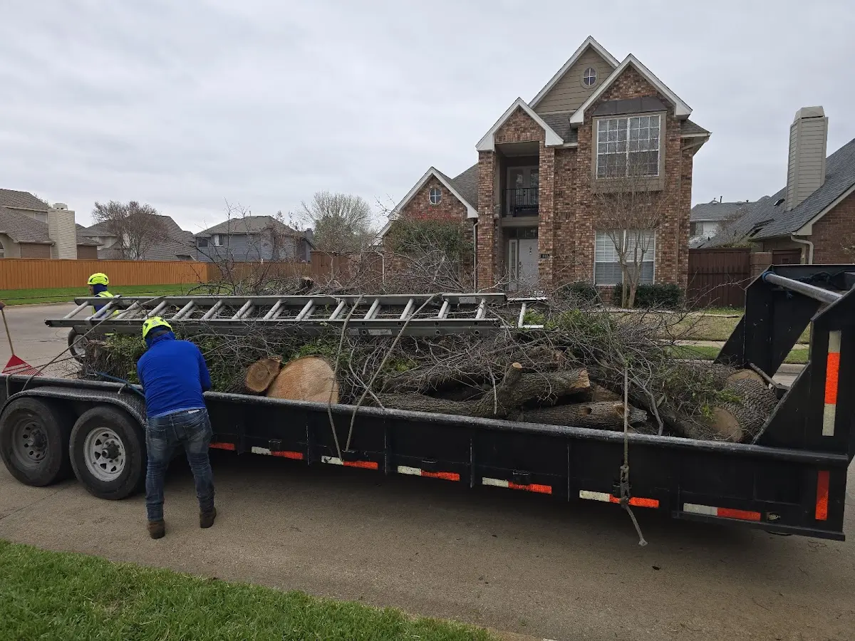 Expert Tree Removal with proper safety equipment in Mears